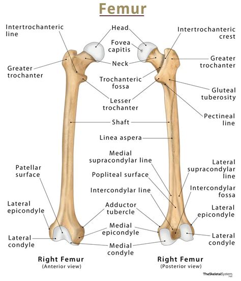 Correctly label the anatomical features of the femur and patella - Bones of the wrist. Carpals. Check all that are bones of the pelvic girdle. -Right os coxae (hip bone) -Left os coxae (hip bone) Label the bones of the pelvis. Label the surface features of the pelvis. Label the surface features of the right os coxae (hip bone), medial view. The head of each femur fits into the _____________ of each os coxae.